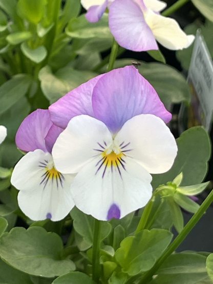Viola, Pink Jump-Up