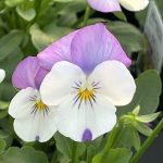 Viola, Pink Jump-Up