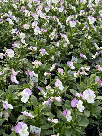 Viola, Pink Jump-Up