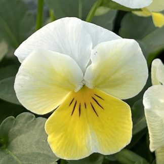 Viola, Primrose Bicolor