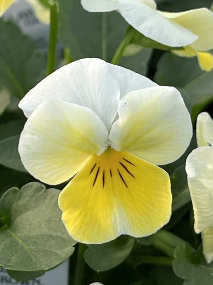 Viola, Primrose Bicolor