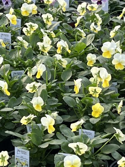 Viola, Primrose Bicolor