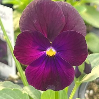 Viola, Purple