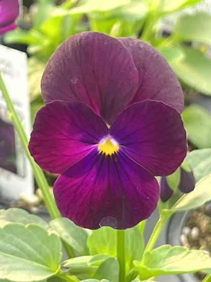 Viola, Purple