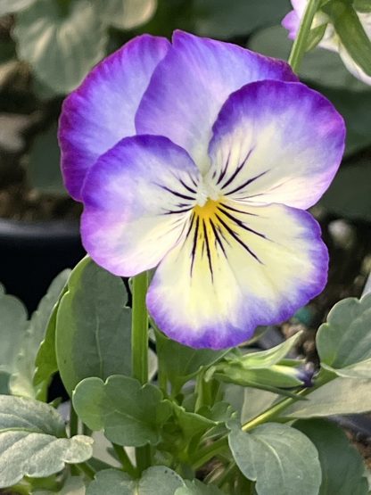 Viola, Purple Picotee