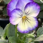 Viola, Purple Picotee