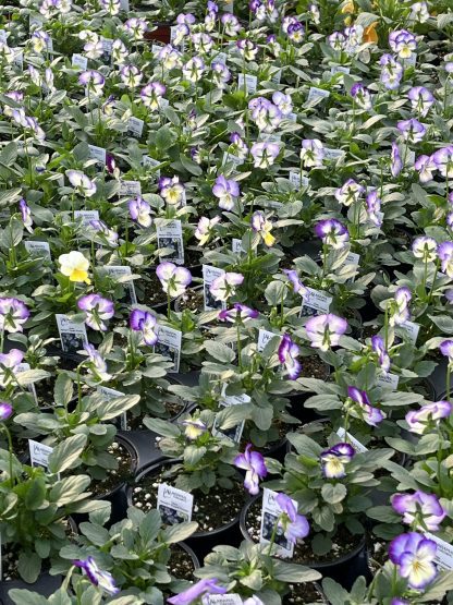 Viola, Purple Picotee
