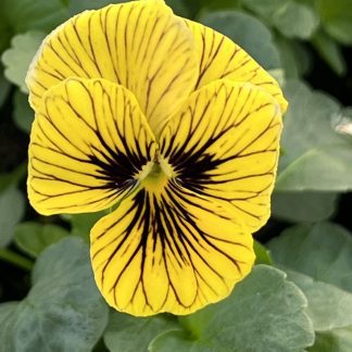 Viola, Tiger Eye