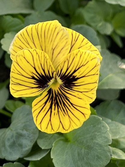 Viola, Tiger Eye