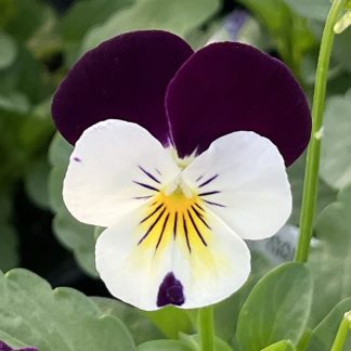 Viola, White Jump-up