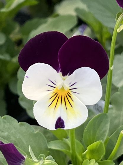 Viola, White Jump-up