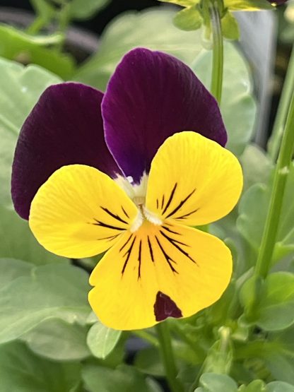 Viola, Yellow Jump-up