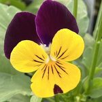 Viola, Yellow Jump-up