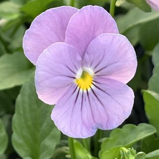 Viola, Pink