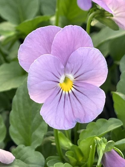 Viola, Pink