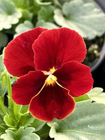Viola, Red blotch