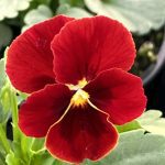 Viola, Red blotch