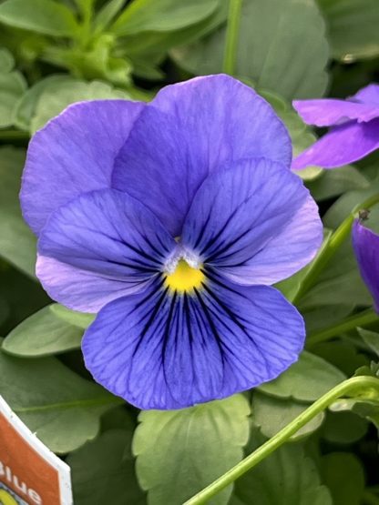 Pansy, Cool Wave Blue