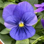 Pansy, Cool Wave Blue