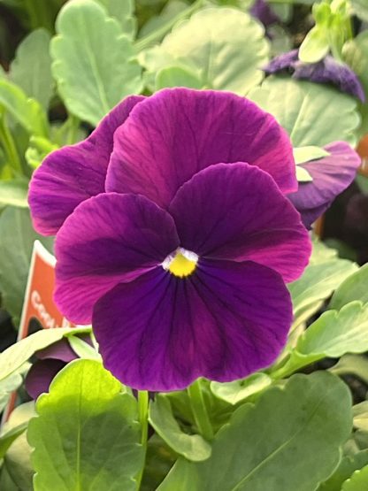Pansy, Cool Wave Purple