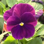 Pansy, Cool Wave Purple