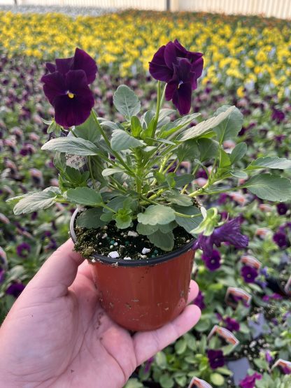 Pansy, Cool Wave Yellow - Image 3