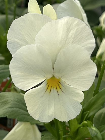 Pansy, Cool Wave White