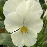 Pansy, Cool Wave White