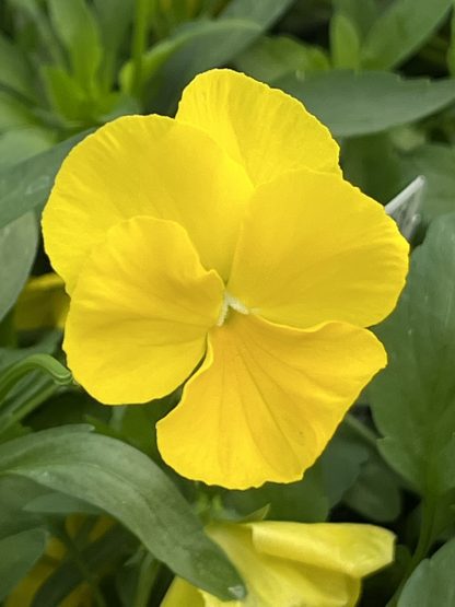 Pansy, Cool Wave Yellow