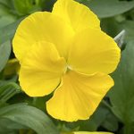Pansy, Cool Wave Yellow