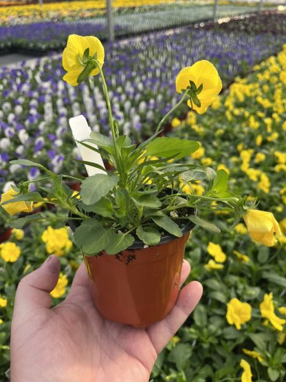 Pansy, Cool Wave Yellow - Image 5