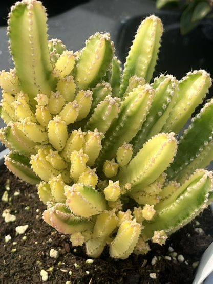 Cactus, Variegated Fairy Castle, Acanthocereus tetragonus