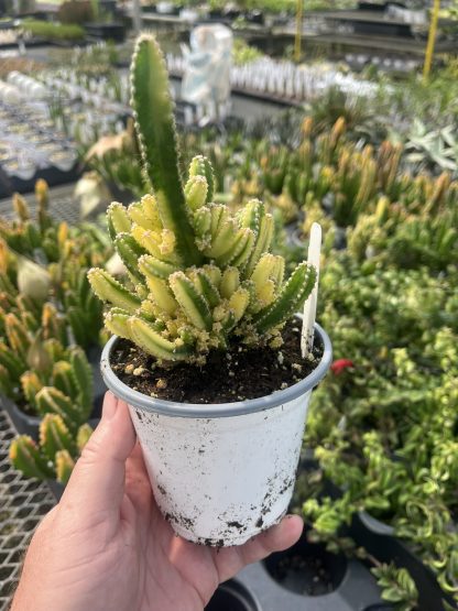 Cactus, Variegated Fairy Castle, Acanthocereus tetragonus