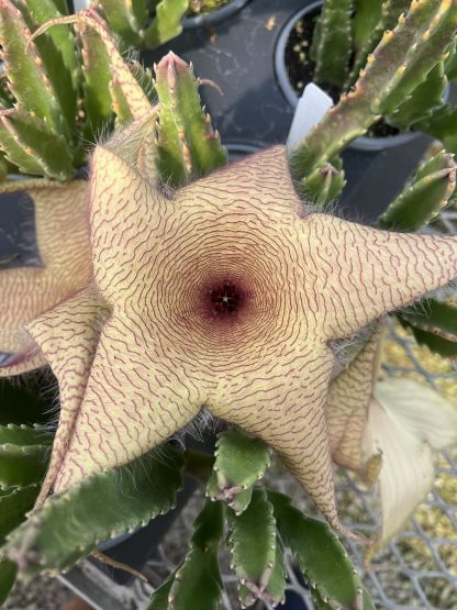 Carrion Flower, Stapelia gigantea