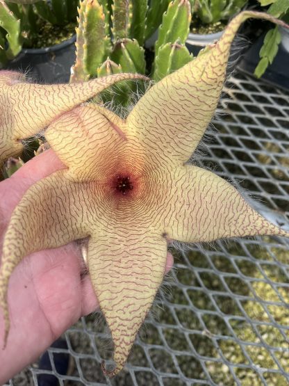 Carrion Flower, Stapelia gigantea