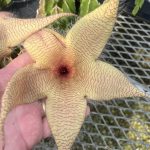 Carrion Flower, Stapelia gigantea