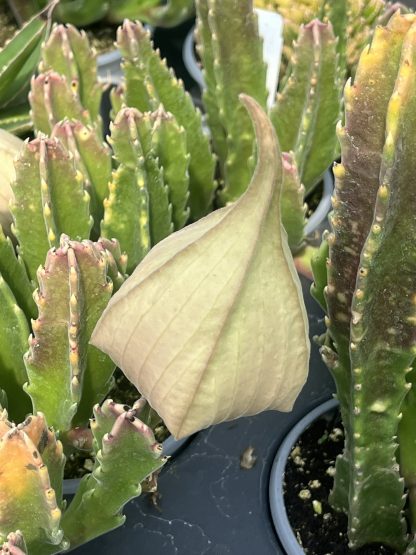 Carrion Flower, Stapelia gigantea
