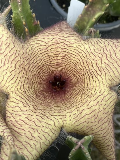 Carrion Flower, Stapelia gigantea