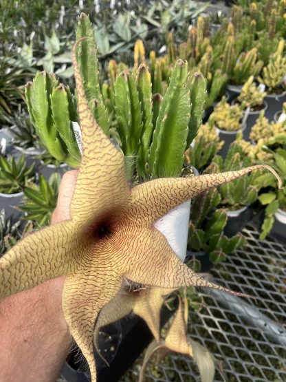 Carrion Flower, Stapelia gigantea