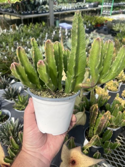 Carrion Flower, Stapelia gigantea