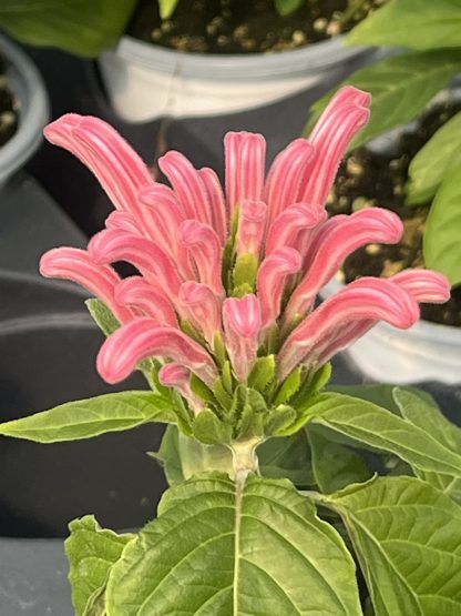 Justicia carnea, Pink Brazilian Plume flower