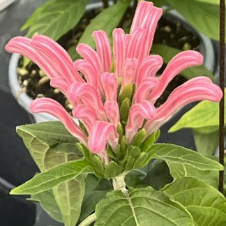 Justicia carnea, Pink Brazilian Plume flower