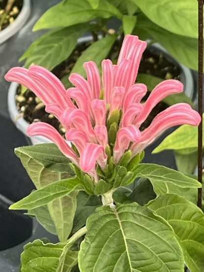 Justicia carnea, Pink Brazilian Plume flower