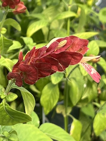 Justicia brandegeana, Red Shrimp Plant