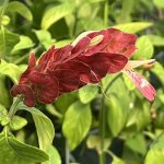 Justicia brandegeana, Red Shrimp Plant
