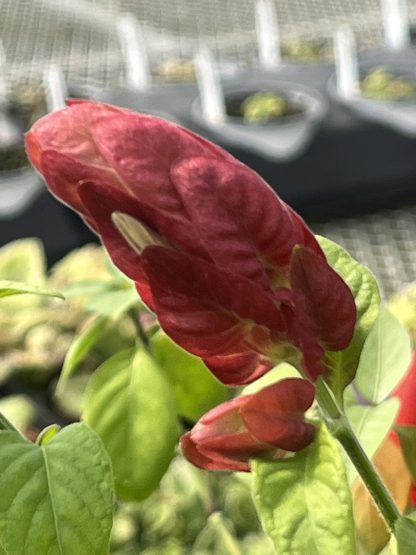 Justicia brandegeana, Red Shrimp Plant