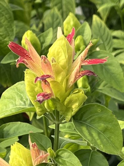 Pachystachys lutea, Fruit Cocktail Shrimp Plant