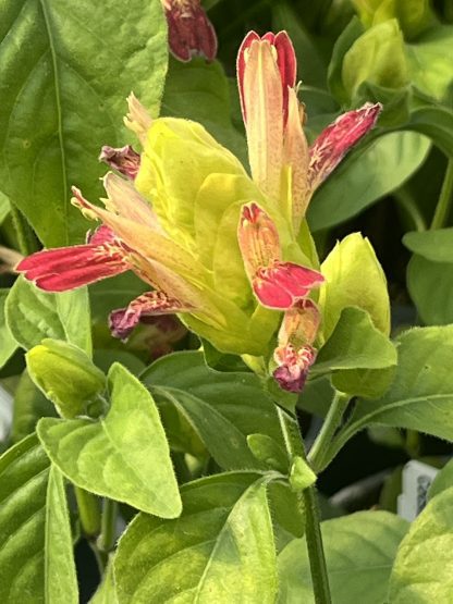 Pachystachys lutea, Fruit Cocktail Shrimp Plant