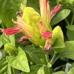 Pachystachys lutea, Fruit Cocktail Shrimp Plant
