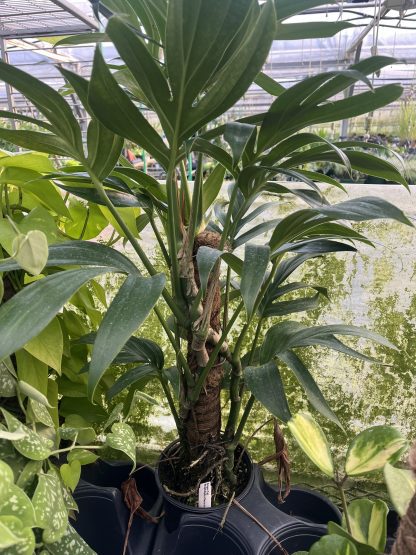 Rhaphidophora decursiva, Dragon Tail